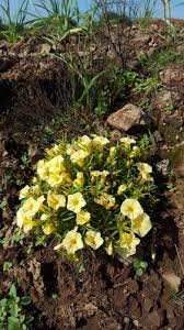 Image result for Ipomoea linosepala