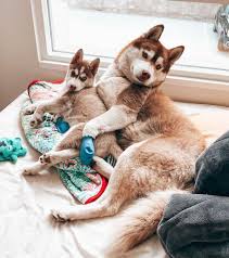 How much does a husky cost per month? Brown Husky What Makes This Siberian Husky Color So Unique