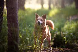 In the event your pet needs urgent care outside of our normal hours, our answering service will direct you to animal emergency services. Pet Preventive Care Rochester Ny Veterinary Services Coldwater Animal Hospital