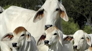 Brahman, any of several varieties of cattle originating in india and crossbred in the united states with improved beef breeds, producing the hardy beef animal known as the american brahman. Brahman Beef Cattle Heat Tolerant Survivors Youtube