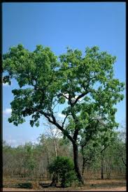 Image result for Isoberlinia doka