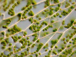 For example, the parenchyma cells of leaves possess only a thin, primary cell wall. Cell Wall Structure And Function