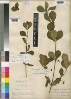 Image result for Fadogia ancylantha