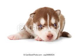 Whilst the darker colors are more common, red you will find that 'red' covers everything from a lighter orange color to a darker chocolate color. Siberian Cooper Red Husky Puppy Siberian Husky Puppy Front View Isolated On White Canstock
