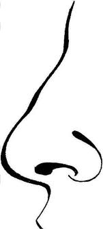 In terms of skin tone, they often have a translucent look to their skin and may or may not tan. Human Anatomy Nose Coloring Pages Bulk Color Anatomy Coloring Book Human Anatomy Coloring Pages