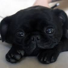Baby Mops Baby Mops Bebek Kopekler Hayvan Bebekler Cok Sirin Hayvanlar