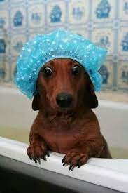 11 Dogs In Shower Caps Who Didn T See You There Cute Dogs Dog Love Cute Puppies