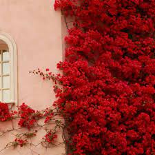 Bougainvillea is a genus of thorny ornamental vines, bushes, and trees belonging to the four o' clock family, nyctaginaceae. Bougainvillea Scarlet O Hara Evergreen Vines Bougainvillea Red Flowers