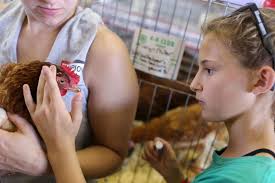 Poultry show returns with over 100 fowl, horse show follows