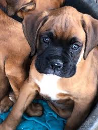 Black And White Boxer Puppy Pin On Adoption Can I Come Home To My Forever Home