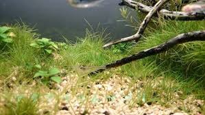 熱帯魚60cmコリドラス・テトラ混泳水槽をゆっくり見て、癒されて下さい。 (底砂の掃除をしてにごりが収まってすぐに撮影しましたので、底砂に汚れが沈殿していました) look at the tropical fish slowly 60cm corydoras tetra aquarium keeping together, please be healed. æ°´æ§½ã®åº•åºŠ åº•ç ‚ å…¥ã‚Œæ›¿ãˆã§æŽƒé™¤ãƒ¡ãƒ³ãƒ†ãƒŠãƒ³ã‚¹ ã‚¢ã‚¯ã‚¢ãƒªã‚¦ãƒ ã‚µãƒ—ãƒª