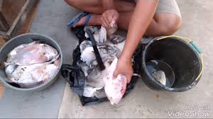 Tutorial Cara Ngelupas Kulit Ikan Ayam Ayam Etong Detik2 2018 Youtube