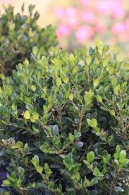 Image result for Buxus