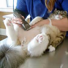 Bathe your cat every month to month and a half. Long Hair Vs Short Hair Bahrain Stray Cats