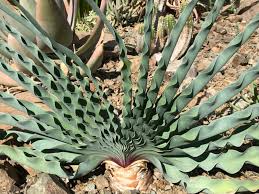 Image result for Boophone