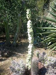 The totem pole cactus stands tall as a testament to the ingenuity and creativity of mother nature. Gardening 101 Totem Pole Cactus Gardenista