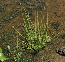 Image result for Schoenoplectiella senegalensis