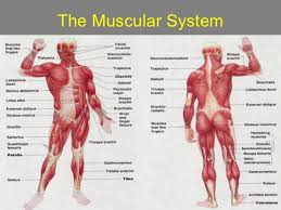 Click on the name of a muscle for a page about that muscle. Label Muscles Worksheet Muscle Diagram Human Anatomy Body Muscular System Worksheets Human Body Muscular System Worksheets Worksheets Math Worksheets Year 6 Problem Solving Free Printables Elementary Multiplication Worksheets Subtraction And