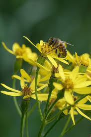 Image result for Senecio latifolius