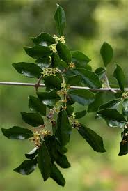 Image result for Hippocratea crenata