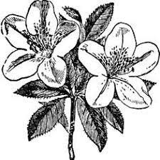Azalea Flower Drawing Google Search Azalea Flower Flower Drawing Drawings