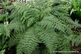 Image result for Asplenium preussii