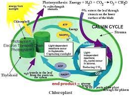 Maybe you would like to learn more about one of these? Anatomy Of Plants
