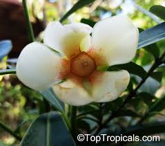 Image result for Stolzia compacta