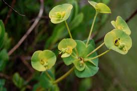 Image result for Euphorbia depauperata