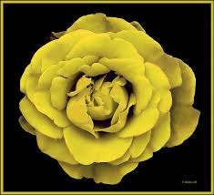 Maybe you would like to learn more about one of these? A Single Yellow Rose On A Black Background No Stem Or Leaves Just The Heart Of The Flower With Yellow Color And Black Shad Yellow Roses Rose Yellow Color