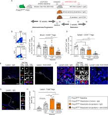 β-Carotene accelerates the resolution of atherosclerosis in mice