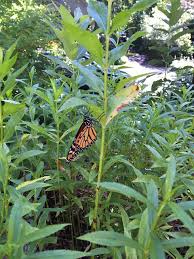 Common milkweed and butterfly weed are two species of milkweed that have much in common. How To Raise Butterflies Idiot S Kitchen