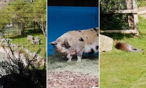 Worried someone you care about is showing signs of dementia? Five Minute Spot The Animal Ipad Test Could Detect Signs Of Dementia Daily Mail Online