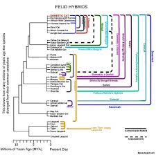 Felid Hybrid Wikipedia