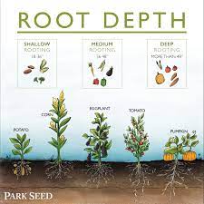Soil Roots And So Much More Official Blog Of Park Seed In 2021 Horticulture Education Planting Vegetables Plant Roots