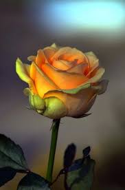 Pin By Federic Oli On Pass Along For Fun Beautiful Roses Yellow Roses Flowers