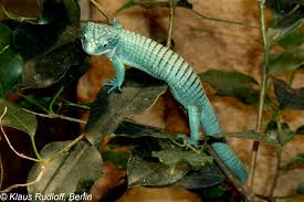 Abronia arboreal alligator lizards are mostly found in the central american regions of guatemala and mexico. Image Abronia Graminea Green Arboreal Alligator Lizard Biolib Cz