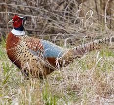 An incubated egg that will become a rooster starts to develop a penis, but early in the second week of embryonic development, a cell death protein called bmp4 cloaks the incipient penis, causing it to stop developing and instead remain as a rudimentary nub. Ring Necked Pheasant Phasianus Colchicus