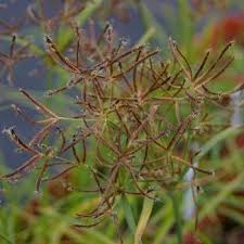 Image result for Cyperus rotundus