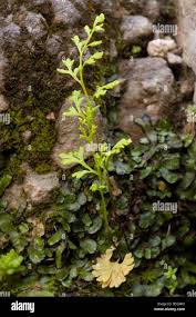 Image result for Anogramma leptophylla