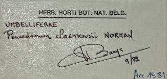 Image result for Afroligusticum claessensii