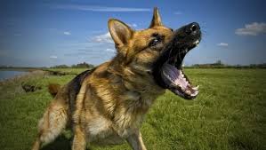 Get immediate access to our course Dogspeak Understanding The Different Types Of Canine Aggression Dogtime
