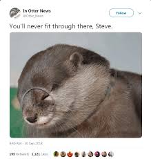 Pin By Robin Dilallo On Funny In 2021 Cute Animal Memes Otters Funny Animals