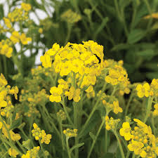 Image result for Aurinia