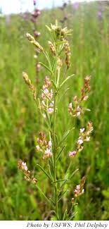 The leaves are alternate and like most clovers, are three parted, oval and point upward from short. Usfws Prairie Bush Clover Fact Sheet