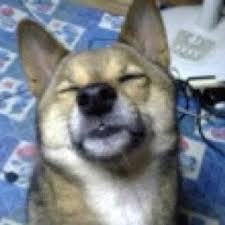 Pin By Mary Mastrobuono On Animals Are Awesome Funny Dog Pictures Funny Animals Funny Dogs