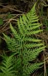 Image result for Dryopteris athamantica