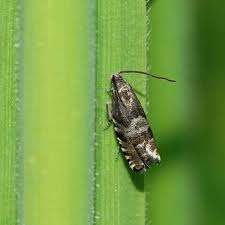 Image result for Cydia strobilella