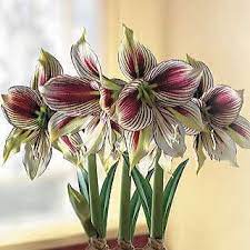 Papillio Amaryllis Bulb At Wayside Gardens Amaryllis Amaryllis Bulbs Amaryllis Flowers