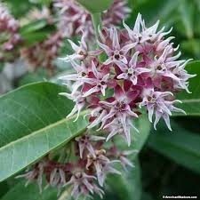 Showy Milkweed Seeds Milkweed Milkweed Flower Asclepias